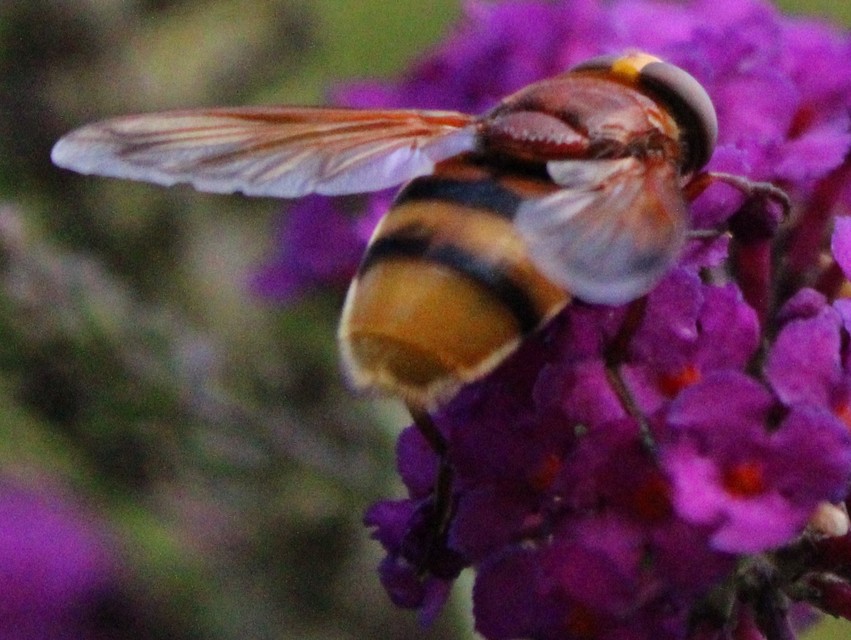 Volucella zonaria - kétöves pihelégy