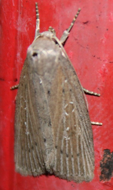 Chilodes maritima - négyfoltos nádibagoly