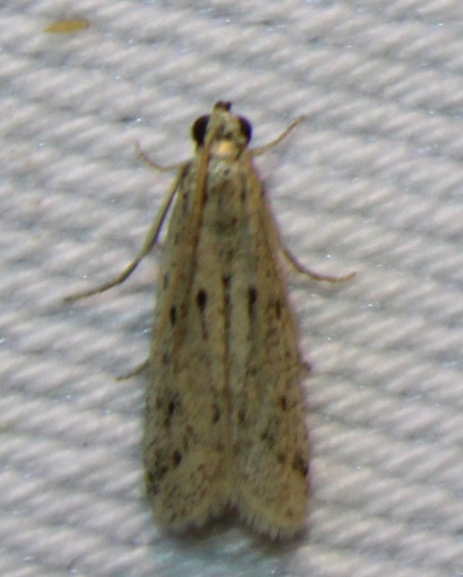Homoeosoma nebulella - napraforgómoly