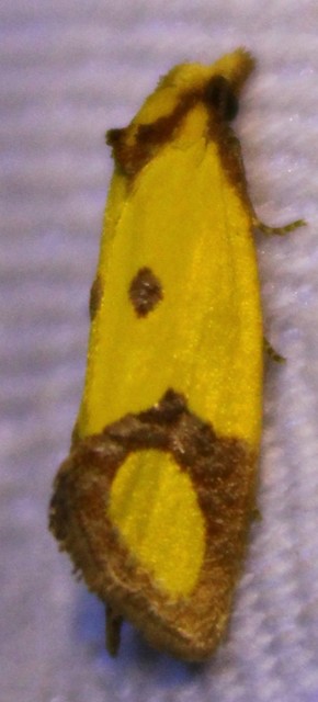 Agapeta zoegana - barnacsíkos sárgamoly