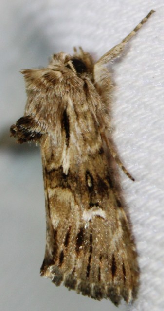 Calophasia lunula - gyújtoványfű-apróbagoly