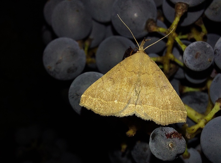 Pechipogo plumigeralis - tollascsápú karcsúbagoly
