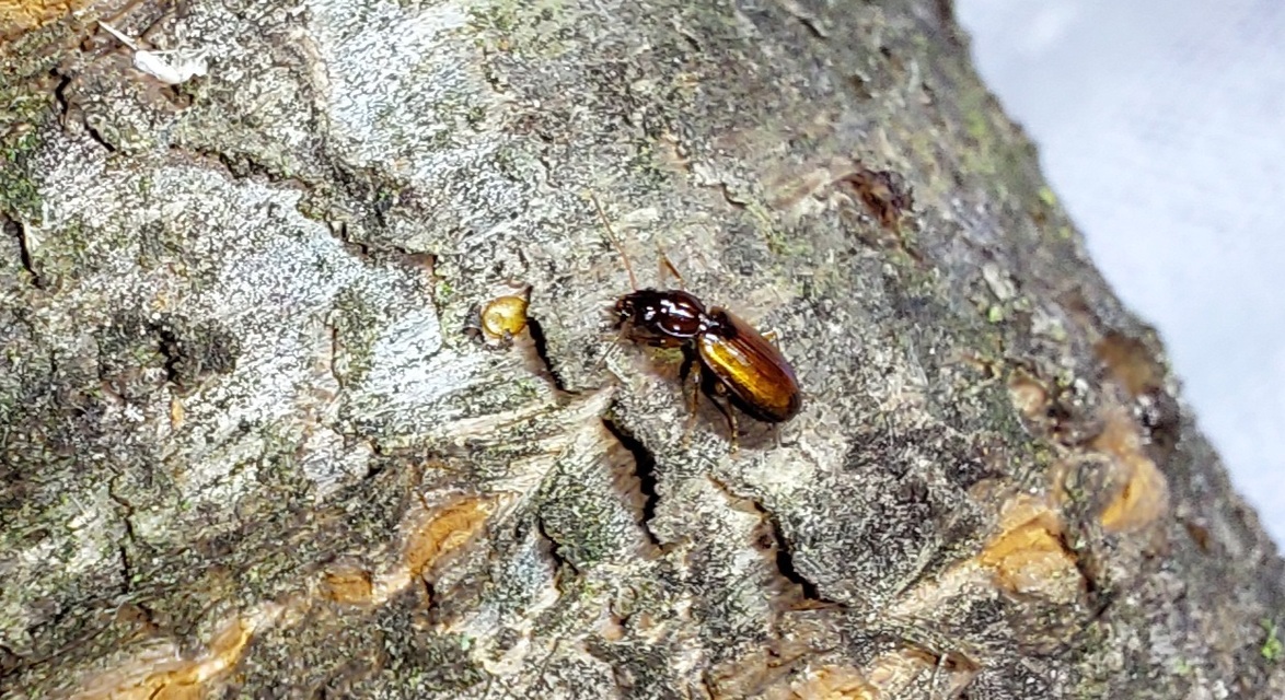 Trechus quadristriatus - közönséges fürgefutonc