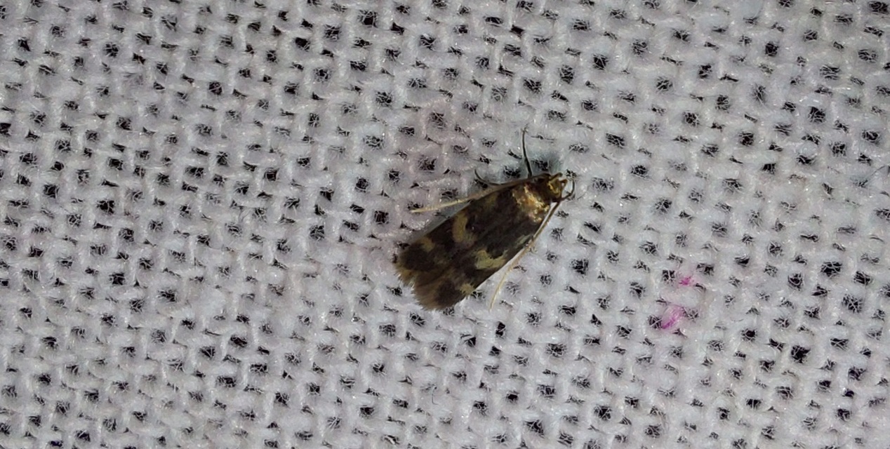 Oegoconia