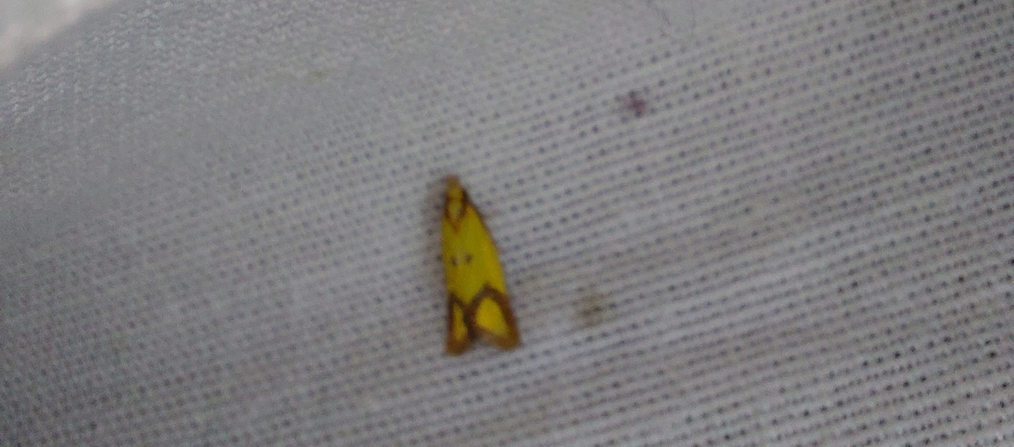 Agapeta zoegana - barnacsíkos sárgamoly
