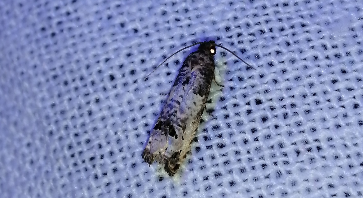 Notocelia incarnatana - jajrózsa-tükrösmoly