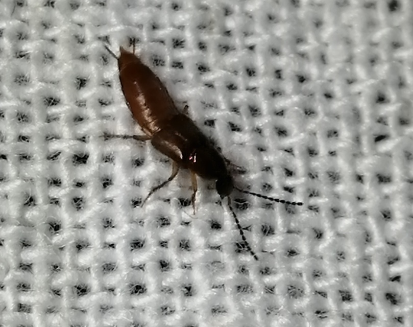 Philonthus