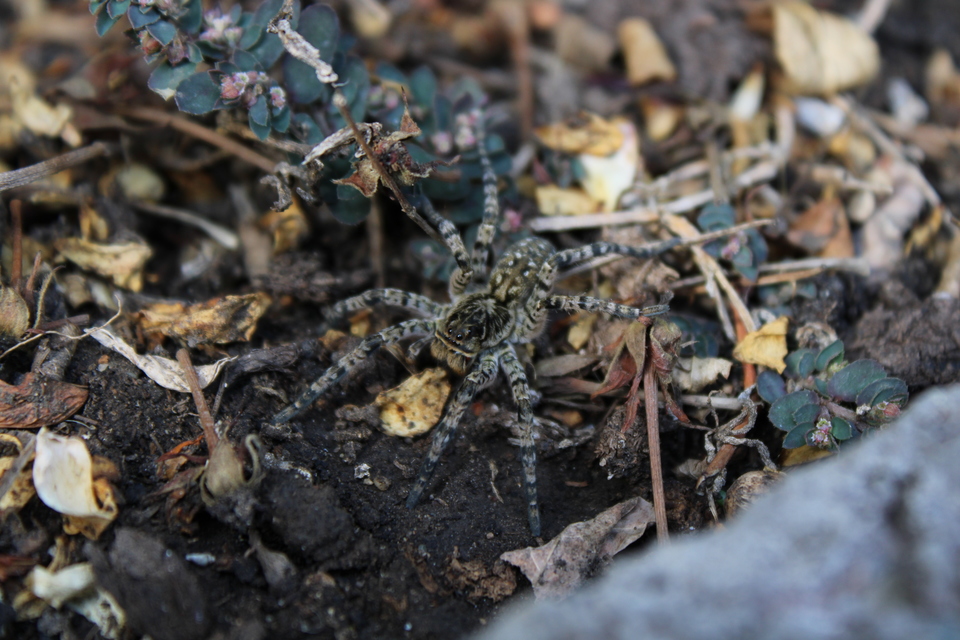 Lycosa singoriensis - szongáriai cselőpók