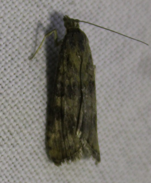 Nomophila noctuella - közönséges vándormoly