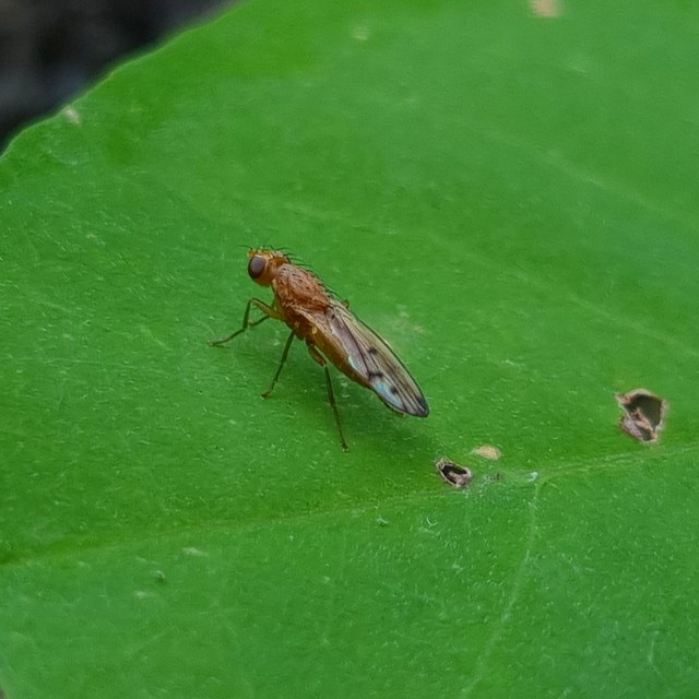 Opomyza florum
