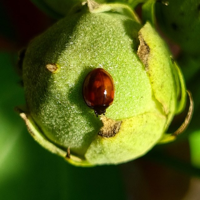 Exochomus quadripustulatus - négyfoltos szerecsenkata
