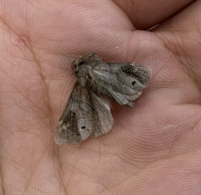 Clostera anachoreta - tarka levélszövő