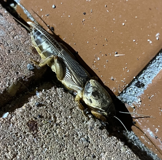 Gryllotalpa
