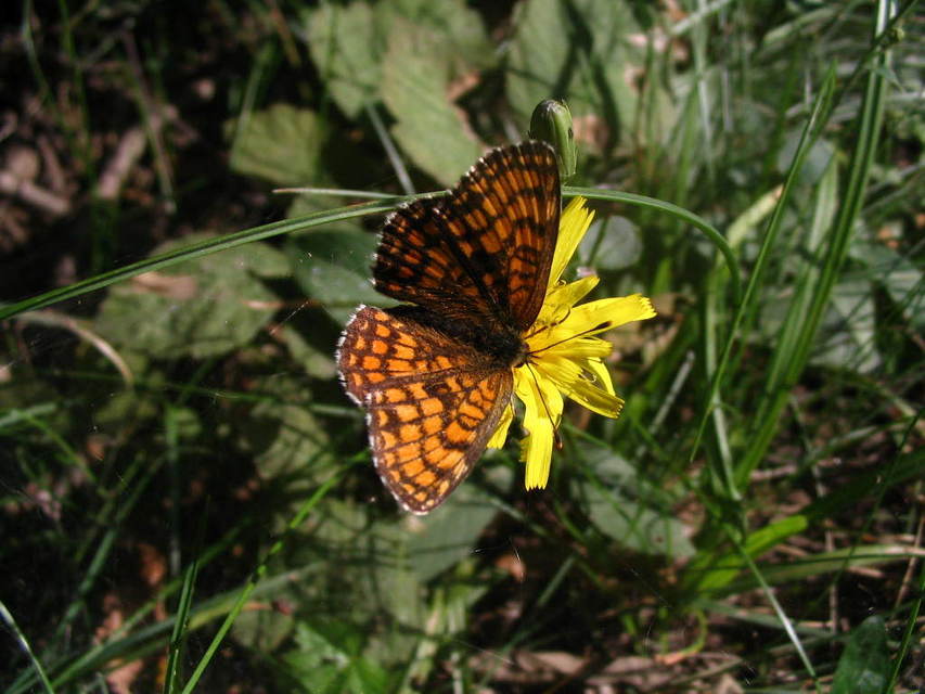 Melitaea athalia/aurelia/britomartis