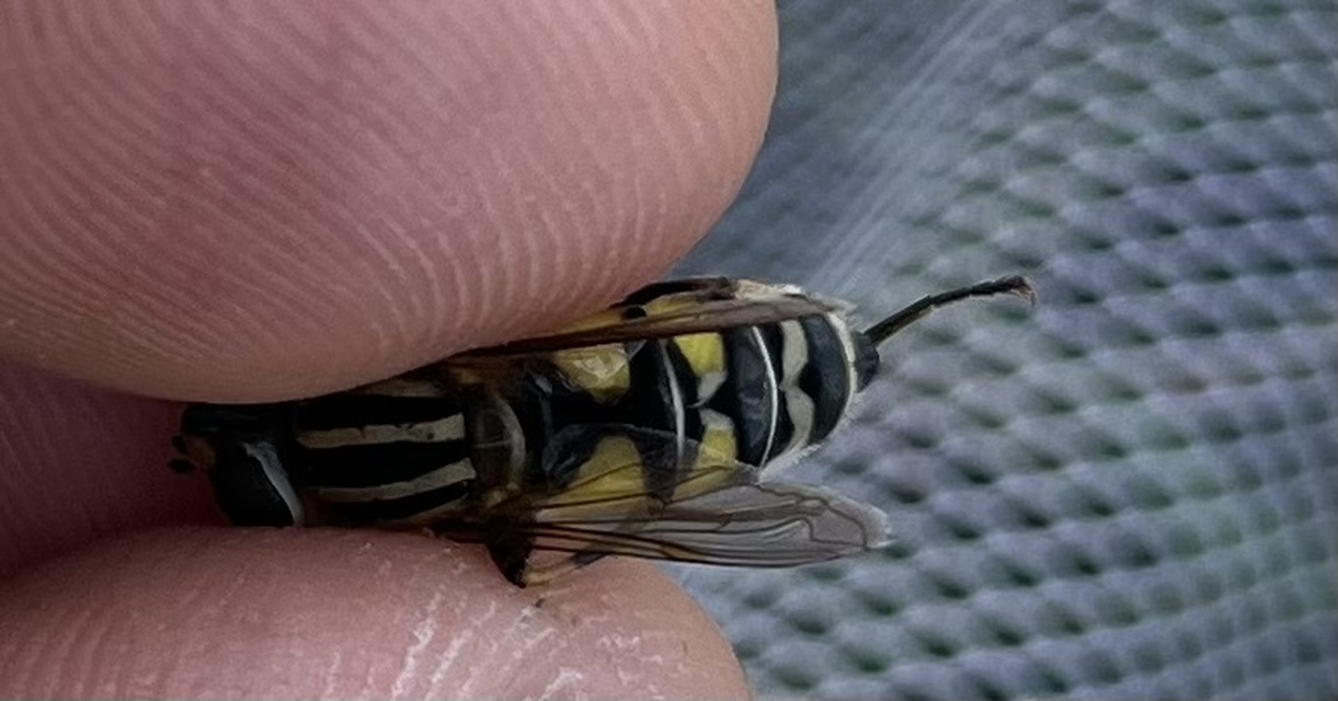 Helophilus trivittatus - nagy mocsárilégy
