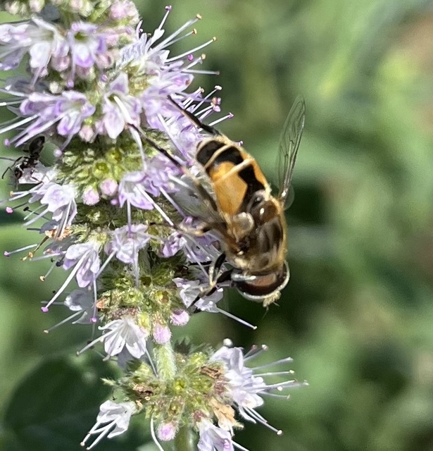 Eristalis arbustorum - fehérarcú herelégy