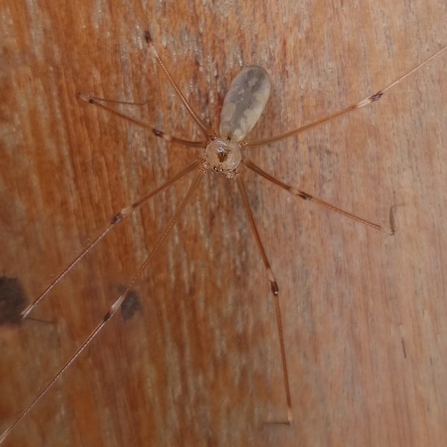 Pholcus phalangioides - nagy álkaszáspók Pholcus phalangioides - nagy álkaszáspók