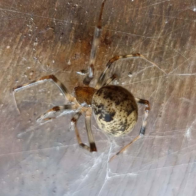 Parasteatoda tepidariorum - üvegházi törpepók