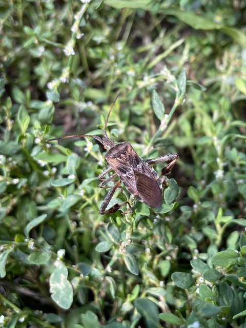 Leptoglossus occidentalis - nyugati levéllábú poloska