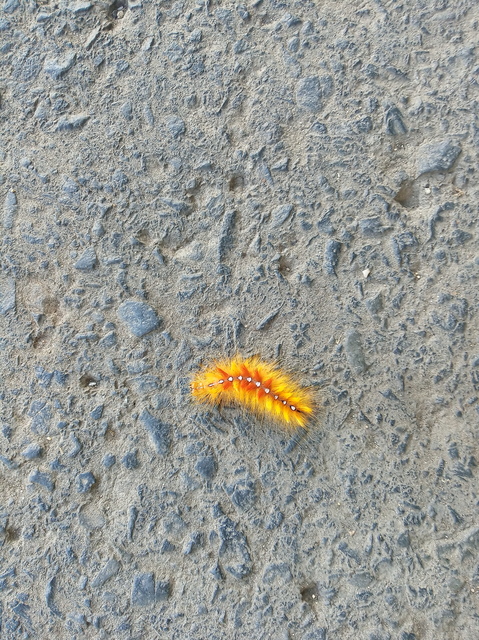 Acronicta aceris - vadgesztenye-szigonyosbagoly
