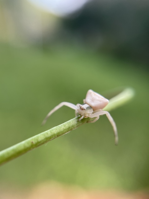 Thomisus onustus - fehér karolópók