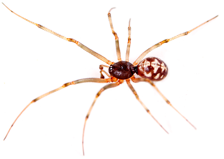Steatoda triangulosa - háromszöges faggyúpók