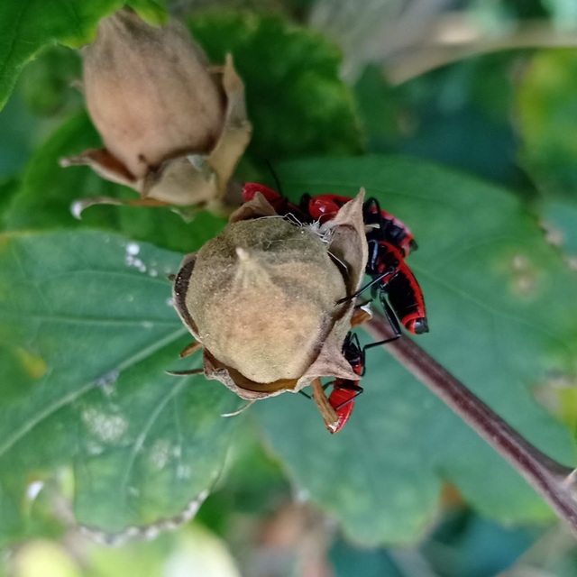 Pyrrhocoris apterus - verőköltő poloska