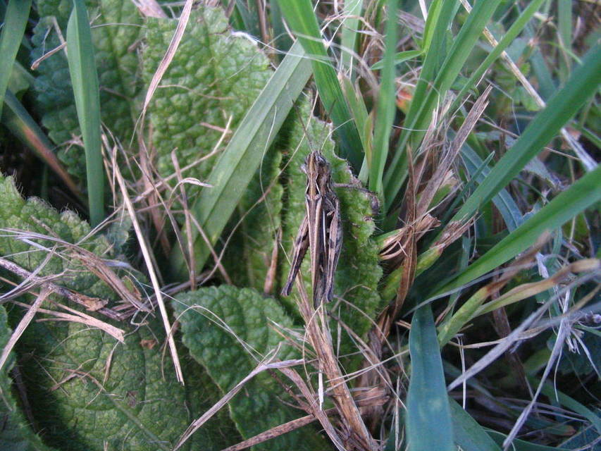 Chorthippus (Glyptobothrus) (subgenus)