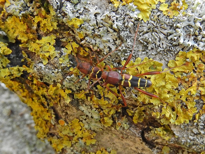Neoclytus acuminatus - amerikai darázscincér