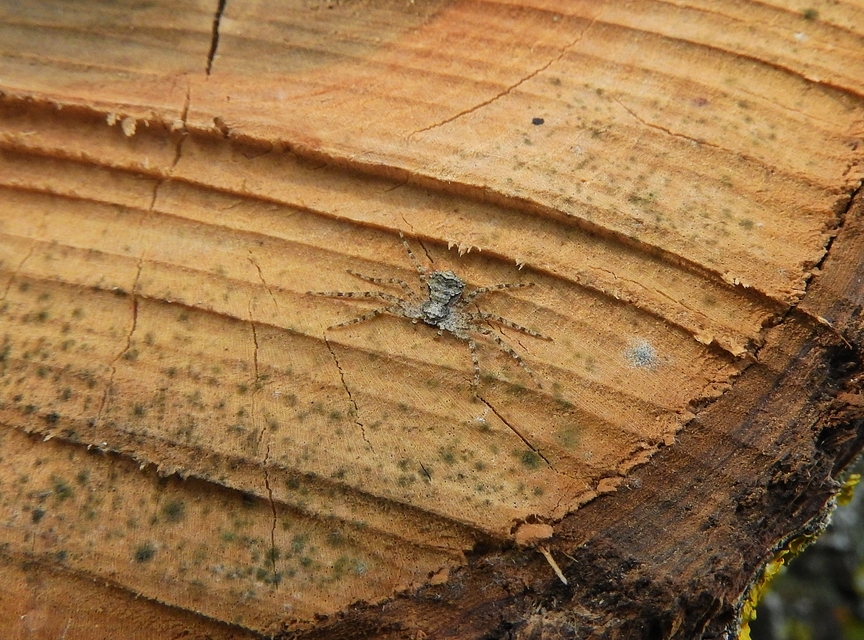 Philodromus poecilus - cifra karolópók
