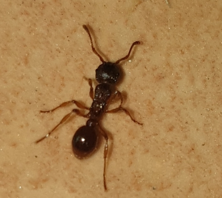 Myrmica sabuleti - gyakori bütyköshangya