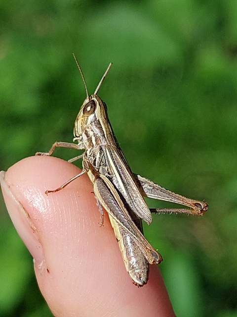 Euchorthippus declivus - rövidszárnyú rétisáska