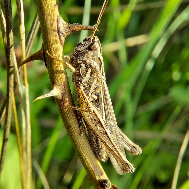 Chorthippus (Glyptobothrus) (subgenus)