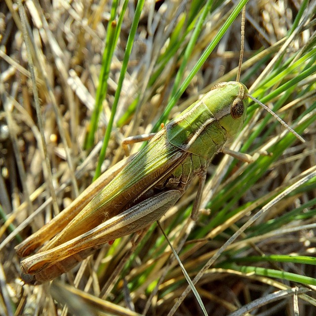 Stenobothrus lineatus - jajgató rétisáska