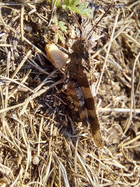 Oedipoda caerulescens - kékszárnyú sáska