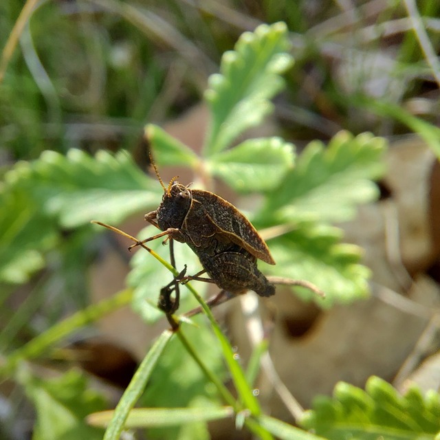 Tetrix bipunctata - kétpettyes tövishátúsáska