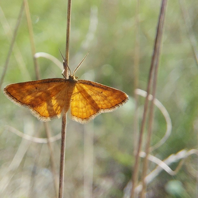 Idaea serpentata - kis sávosaraszoló
