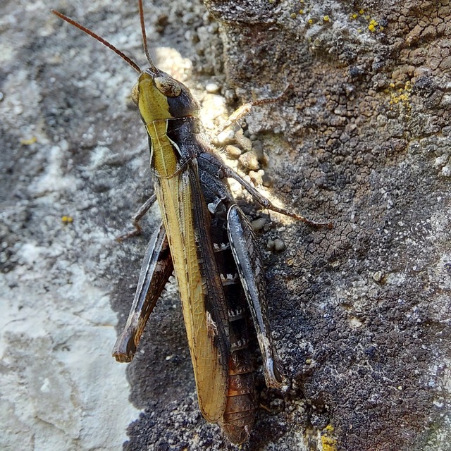 Chorthippus (Glyptobothrus) (subgenus)