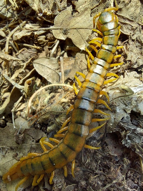 Scolopendra cingulata - öves szkolopendra