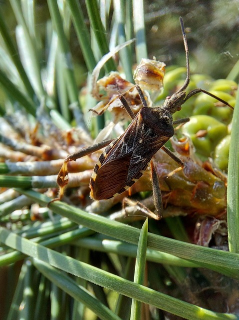 Leptoglossus occidentalis - nyugati levéllábú poloska
