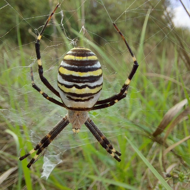 Argiope bruennichi - darázspók