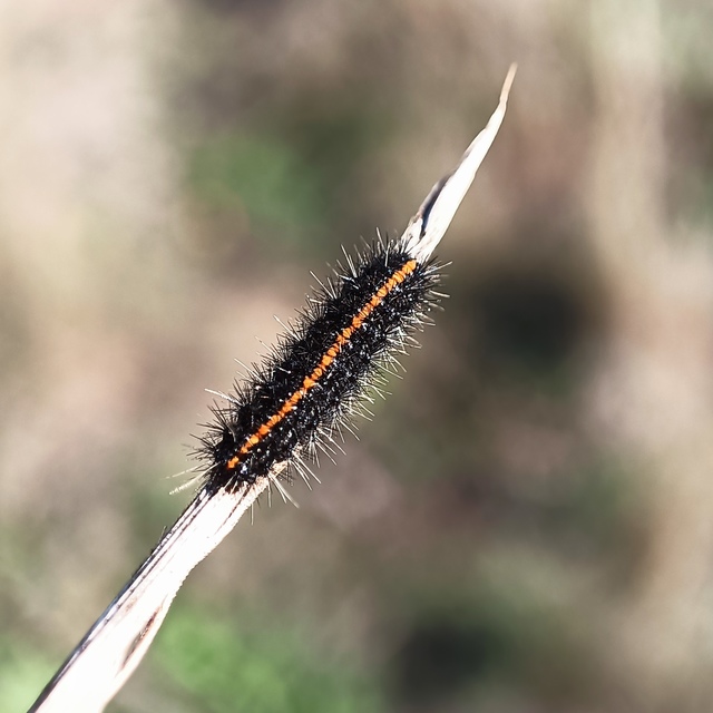 Spiris striata - csíkos molyszövő