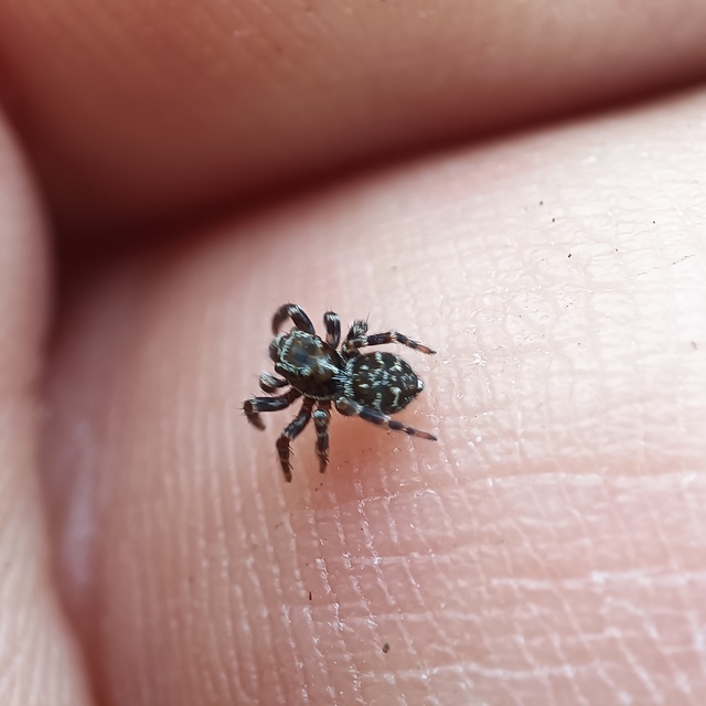 Pseudeuophrys obsoleta - barna ugrópók