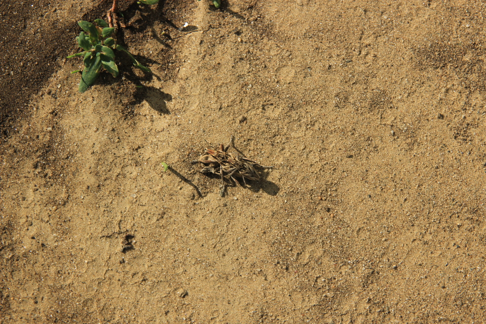 Coniocleonus nigrosuturatus - nyíljegyes barkó