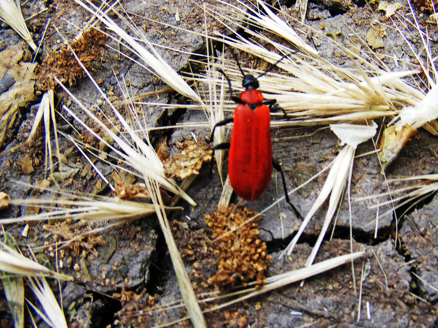 Pyrochroa coccinea - nagy bíborbogár