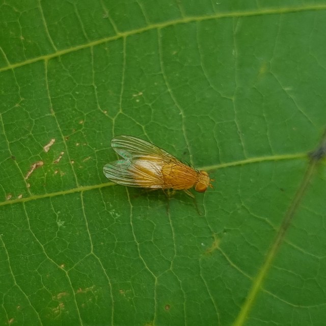 Lauxaniidae - pudvalegyek