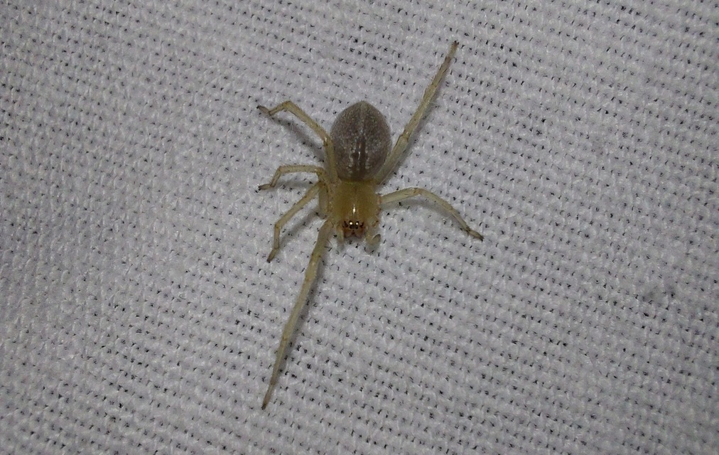 Cheiracanthium