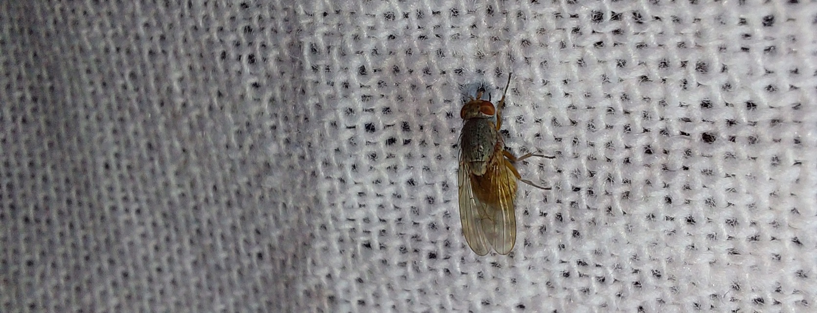 Lauxaniidae - pudvalegyek