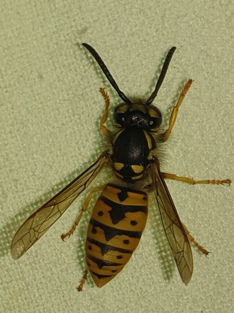 Vespula vulgaris - kecskedarázs