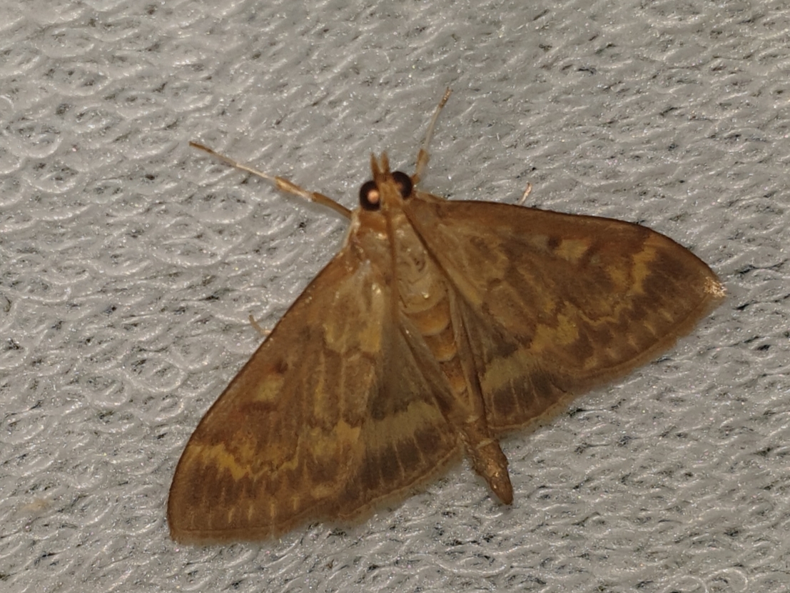 Ostrinia nubilalis - kukoricamoly Ostrinia nubilalis - kukoricamoly
